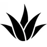 Vera